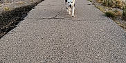 Hippie Rollins is registered to the contest to win money with this photo: dog, path, outdoor, nature, trees, grass, water, canal, sunset, sky, clouds, pavement, animal, walking, pets, summer, rural, landscape, fence, daytime