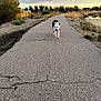 dog, path, outdoor, nature, trees, grass, water, canal, sunset, sky, clouds, pavement, animal, walking, pets, summer, rural, landscape, fence, daytime