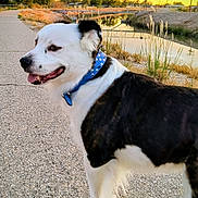 Hippie Rollins joined the competition — help win amazing prizes! animal, black_and_white, canal, collar, dog, fence, grass, happy, landscape, nature, outdoor, path, pet, reflection, side_view, sky, sunset, trees, walk, water