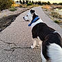 Hippie Rollins joined the competition — help win amazing prizes! dog, collar, pavement, path, outdoor, nature, trees, water, sky, clouds, grass, early_morning, animal, pet, black_and_white, walking, landscape, quiet, calm, scenic