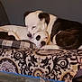Hippie Rollins is registered to the contest to win money with this photo: dog, snuggling, couch, patterned_couch, resting, indoor, two_dogs, black_and_white, pet, cozy, sleeping, companion, animal, fur, relaxing, home, close_up, cute, friendship, domestic_animal