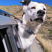 Hippie Rollins is registered to the contest to win money with this photo: animal, black_and_white, blue_sky, car, collar, daytime, dog, fur, grass, happy, landscape, mountain, nature, outdoor, pet, road, scenery, sky, travel, window