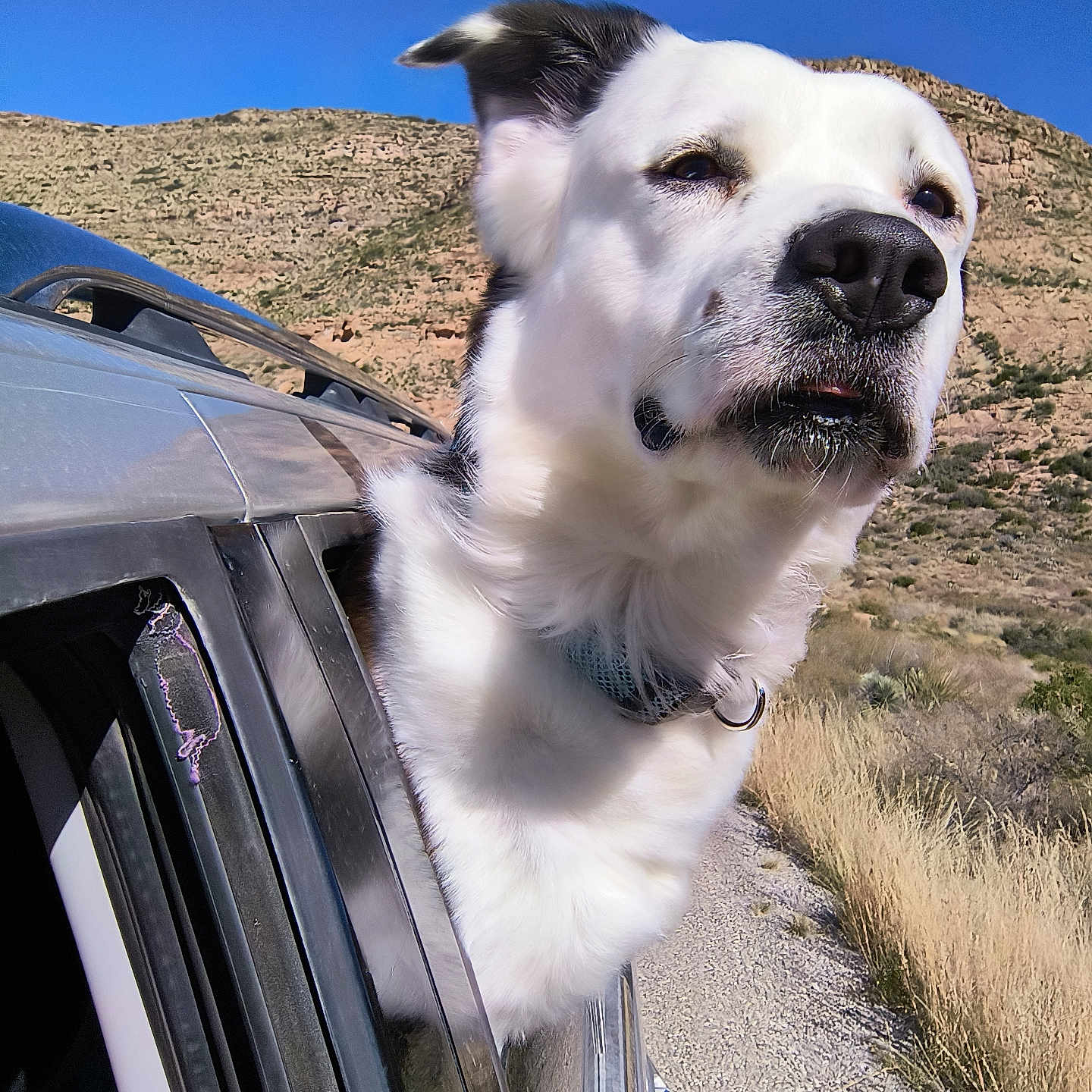 Hippie Rollins is registered to the contest to win money with this photo: animal, black_and_white, blue_sky, car, collar, daytime, dog, fur, grass, happy, landscape, mountain, nature, outdoor, pet, road, scenery, sky, travel, window