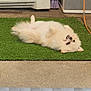 animal, back, broom, concrete, cute, daylight, dog, domestic, fluffy, funny_pose, fur, green_mat, household, lying_down, outdoor, pet, playing, relaxed, small_dog, white_dog