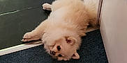 Chipie a rejoint le concours — aidez-le/la à gagner de superbes lots ! animal, carpet, cream_colored, cute, dog, door_frame, ears, floor, fluffy, fur, home, indoor, looking, lying_down, paws, pet, relaxed, small_dog, tail, tile