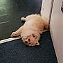 animal, carpet, cream_colored, cute, dog, door_frame, ears, floor, fluffy, fur, home, indoor, looking, lying_down, paws, pet, relaxed, small_dog, tail, tile