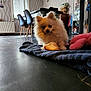 Chipie participe au concours pour gagner de l'argent avec cette photo : blanket, cabinet, chair, curious, cute, decor, dog, floor, fluffy, home, indoor, pet, plush_toy, pomeranian, puppy, radiator, table, toy, wallpaper, window