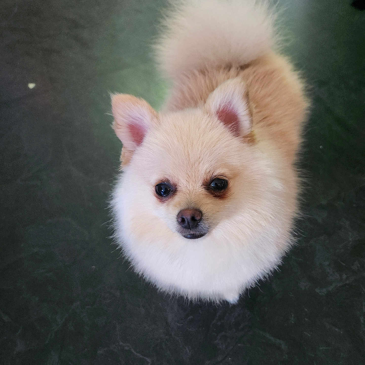 Chipie participe au concours pour gagner de l'argent avec cette photo : adorable, animal, canine, companion, cute, dog, domestic_animal, ears, floor, fluffy, friendly, fur, indoor, looking_up, mammal, pet, pomeranian, small_dog, standing, tail