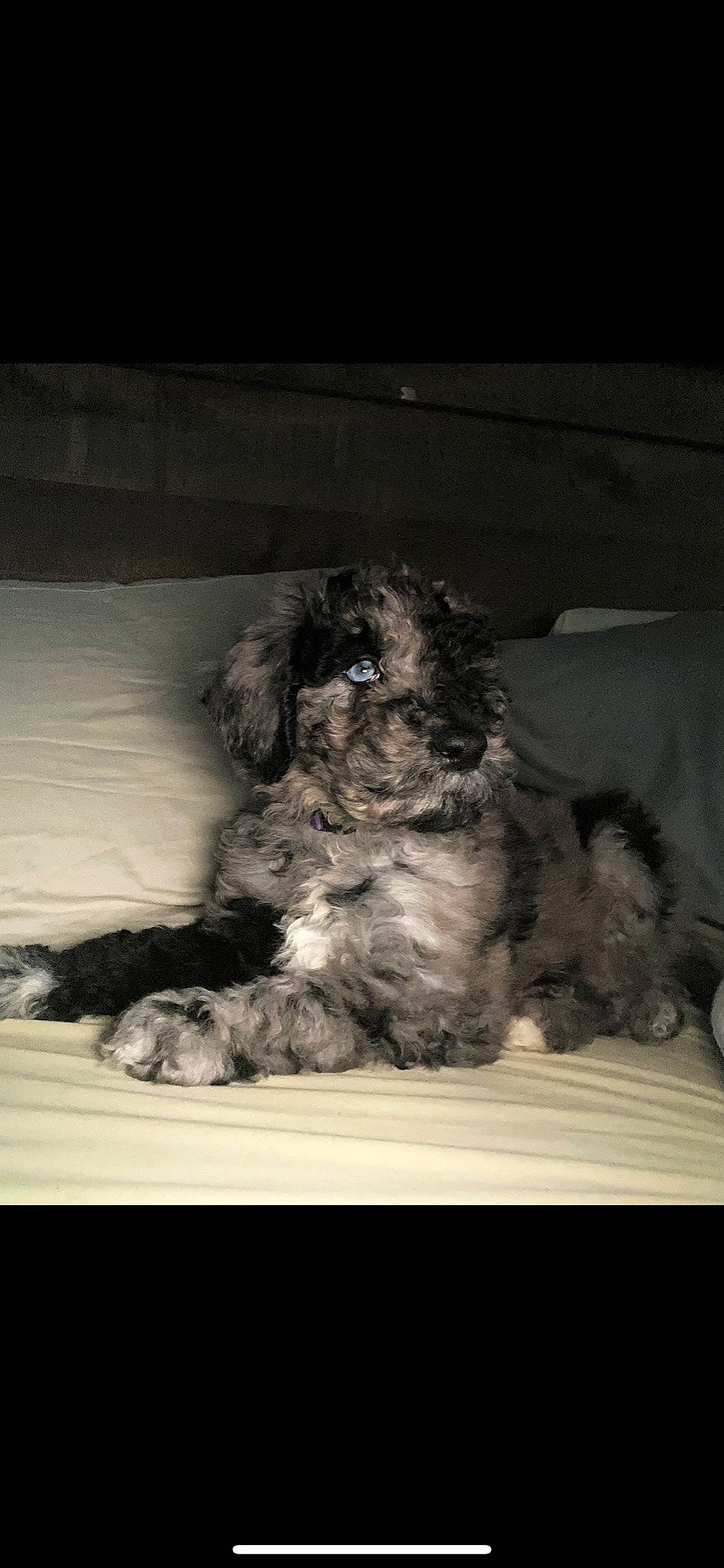 Bella is registered to the contest to win money with this photo: canidae, carnivore, comfort, companion_dog, darkness, dog, dog_breed, fur, monochrome, monochrome_photography, nap, paw, puppy, sitting, snout, sporting_group, terrier, toy_dog, water_dog, working_animal