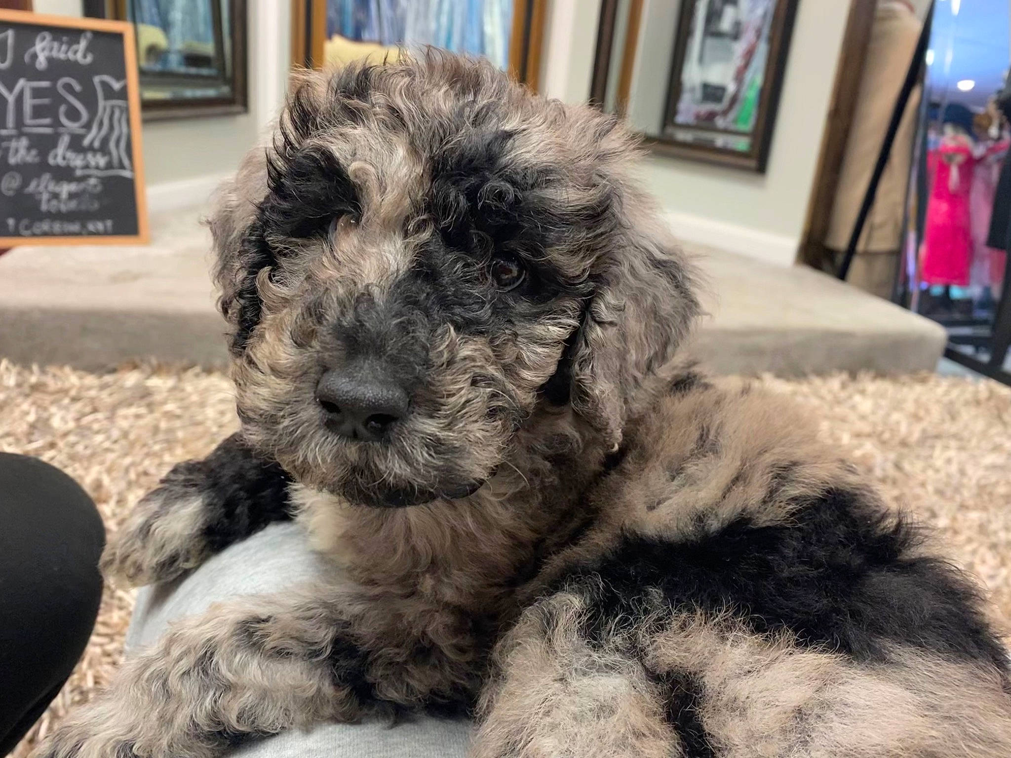 Bella is registered to the contest to win money with this photo: canidae, carnivore, claw, companion_dog, dog, dog_breed, fur, maltepoo, paw, picture_frame, puppy_love, shih_poo, small_terrier, snout, sporting_group, terrestrial_animal, terrier, toy_dog, water_dog, whiskers