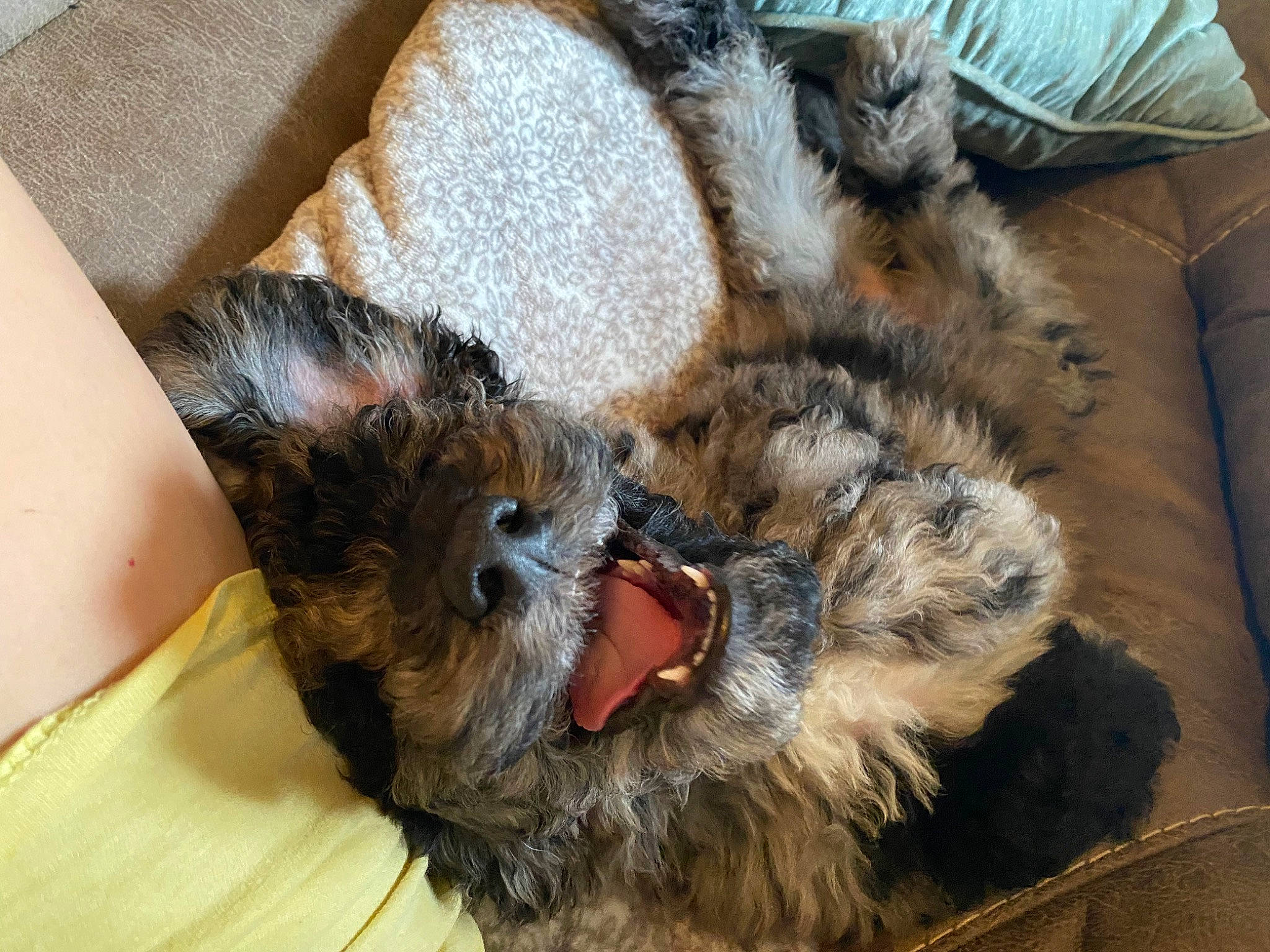 Bella is registered to the contest to win money with this photo: bat, carnivore, claw, companion_dog, dog, dog_breed, felidae, fur, liver, paw, small_terrier, small_to_medium_sized_cats, snout, sporting_group, tail, terrier, toy_dog, whiskers, working_animal, yorkshire_terrier