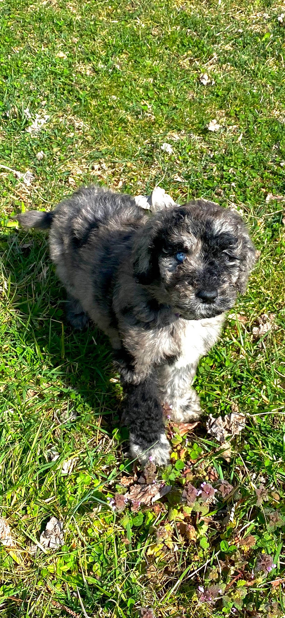 Bella joined the competition — help win amazing prizes! canidae, carnivore, companion_dog, dog, dog_breed, fur, grass, grassland, groundcover, herding_dog, maltepoo, non_sporting_group, plant, shih_poo, soil, sporting_group, terrestrial_animal, terrier, toy_dog, whiskers