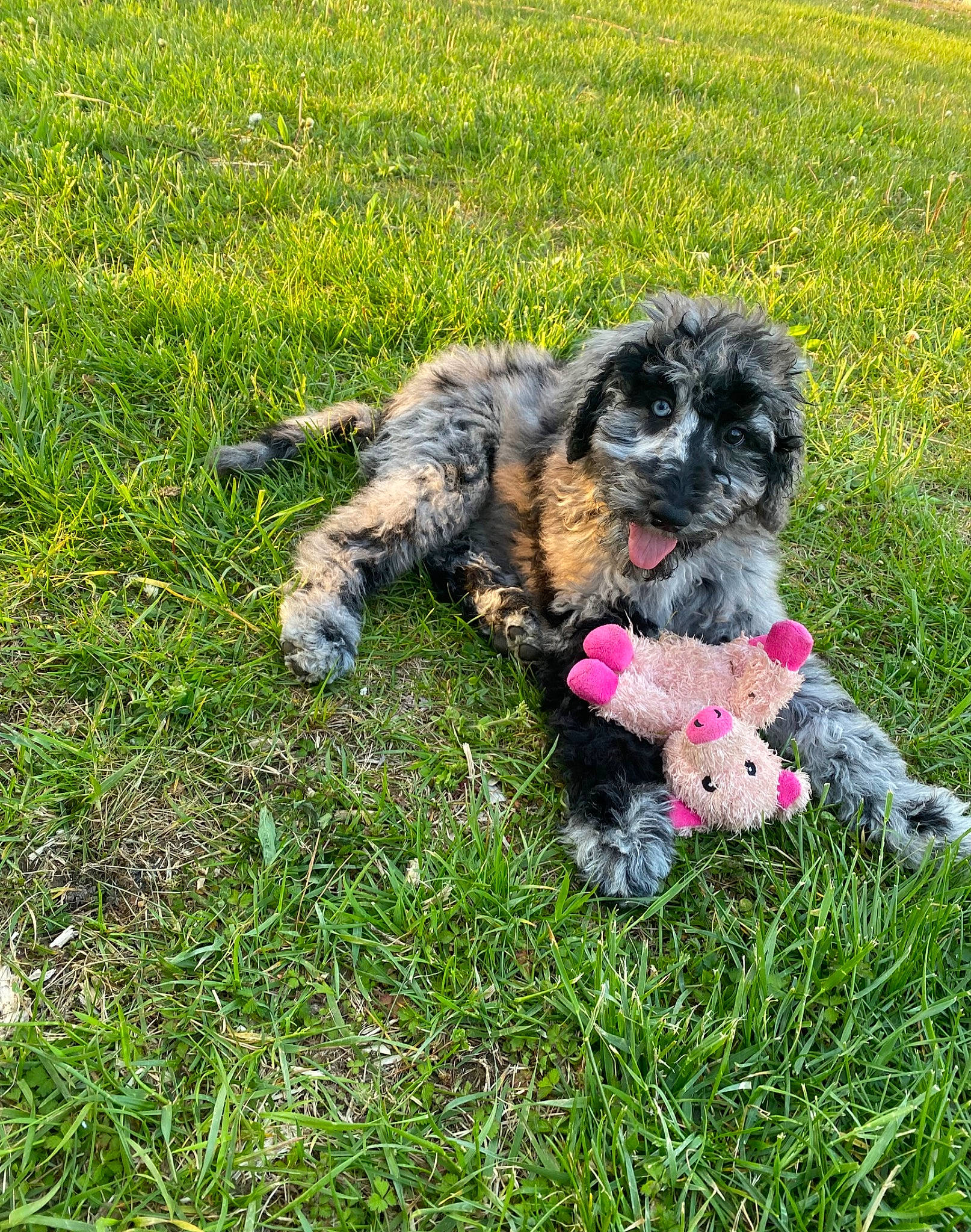 Bella is registered to the contest to win money with this photo: canidae, carnivore, companion_dog, dog, dog_breed, fur, garden, grass, groundcover, liver, non_sporting_group, plant, puppy, small_terrier, snout, sporting_group, tail, terrier, toy_dog, water_dog