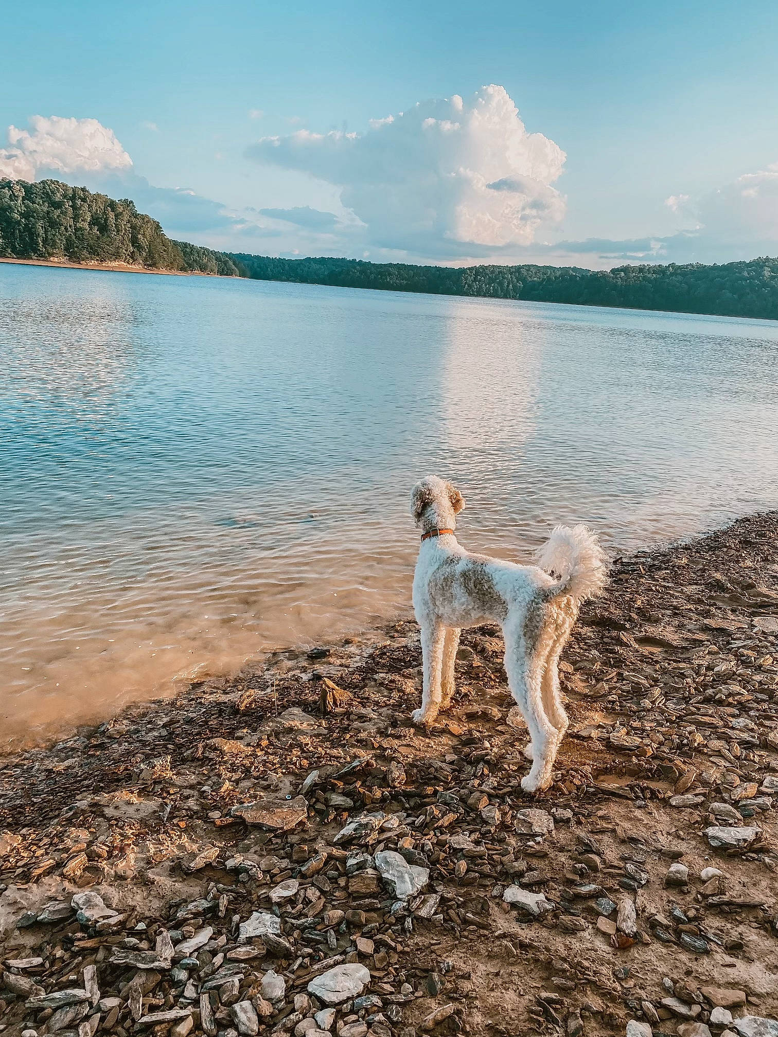 Bubby joined the competition — help win amazing prizes! beach, calm, carnivore, cloud, coastal_and_oceanic_landforms, companion_dog, cumulus, dog, dog_breed, fawn, horizon, lake, landscape, natural_landscape, sand, shore, sky, water, wind_wave, wood