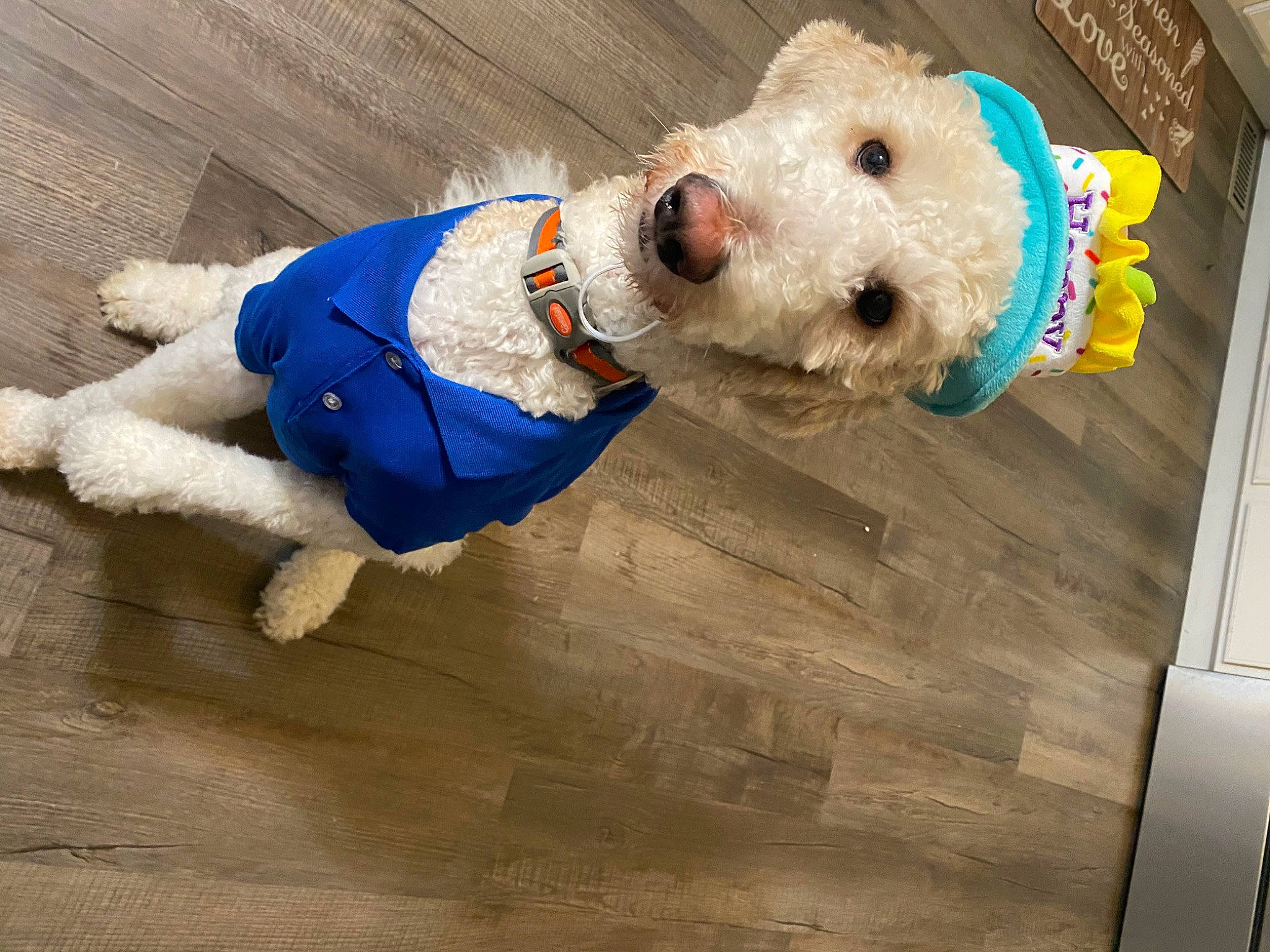 Bubby joined the competition — help win amazing prizes! canidae, carnivore, collar, companion_dog, dog, dog_breed, dog_clothes, dog_supply, electric_blue, fashion_accessory, fawn, flooring, hardwood, pet_supply, sleeve, snout, sporting_group, stuffed_toy, wood, working_animal