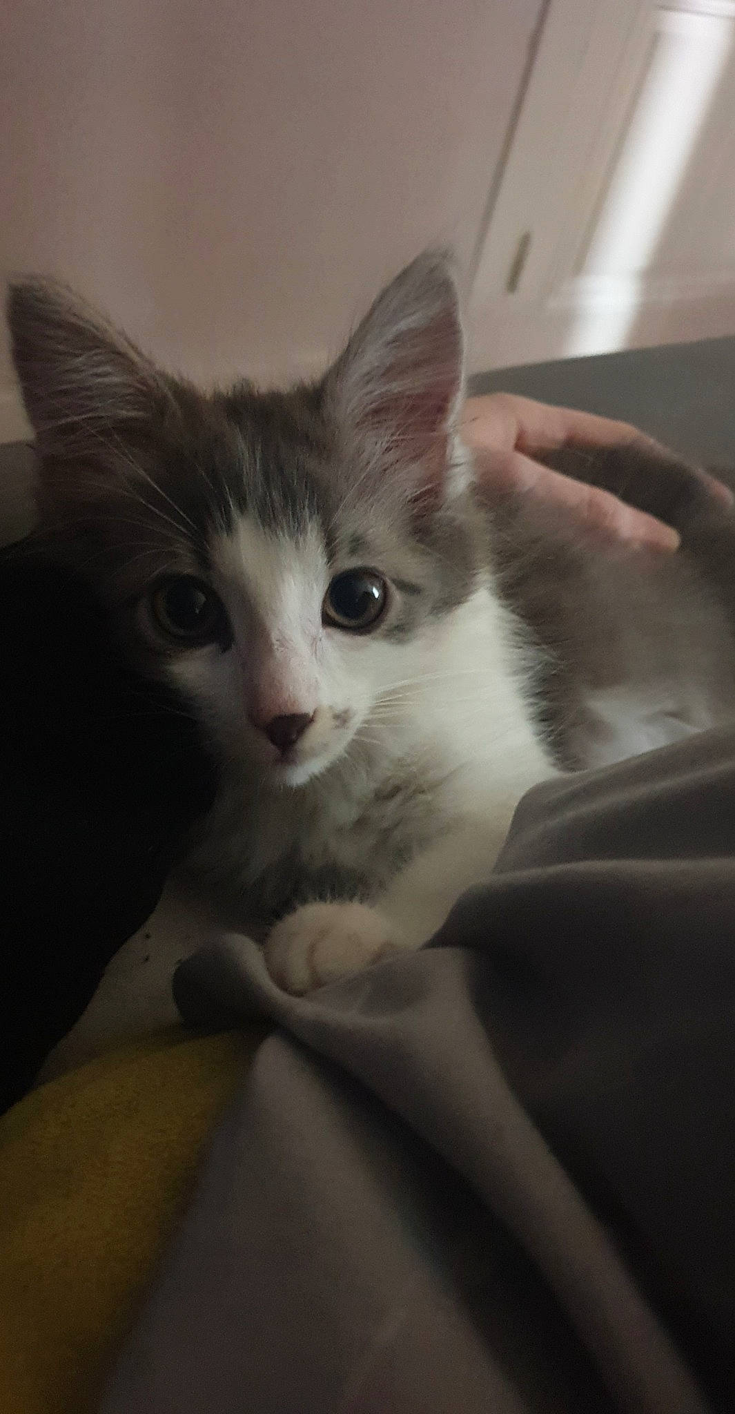 Nefertiti participe au concours pour gagner de l'argent avec cette photo : carnivore, cat, comfort, domestic_short_haired_cat, ear, eyelash, fawn, felidae, fur, gesture, iris, paw, small_to_medium_sized_cats, snout, tail, whiskers