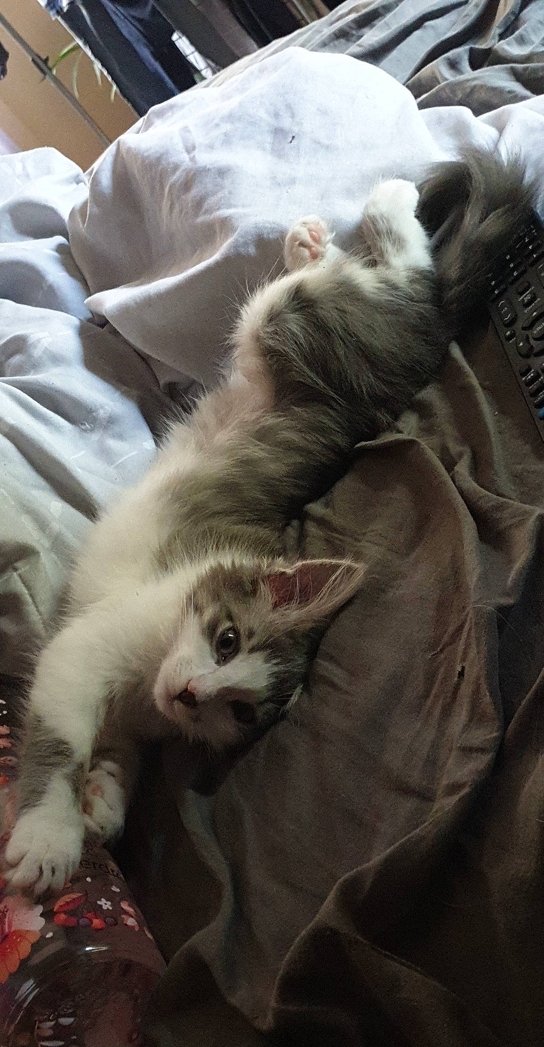 Nefertiti participe au concours pour gagner de l'argent avec cette photo : blanket, canidae, carnivore, cat, claw, comfort, domestic_short_haired_cat, fawn, felidae, fur, linens, mammal, nap, paw, sleep, small_to_medium_sized_cats, tableware, tail, whiskers