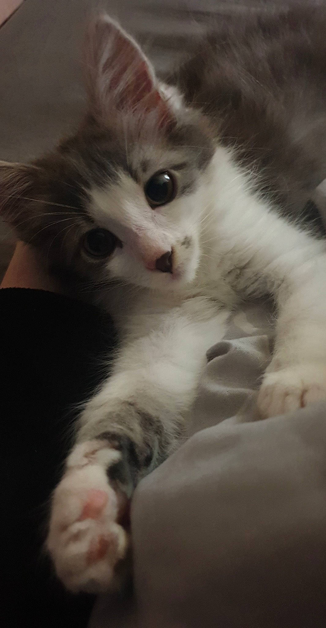 Nefertiti participe au concours pour gagner de l'argent avec cette photo : carnivore, cat, claw, comfort, domestic_short_haired_cat, felidae, fur, paw, small_to_medium_sized_cats, snout, tail, terrestrial_animal, whiskers