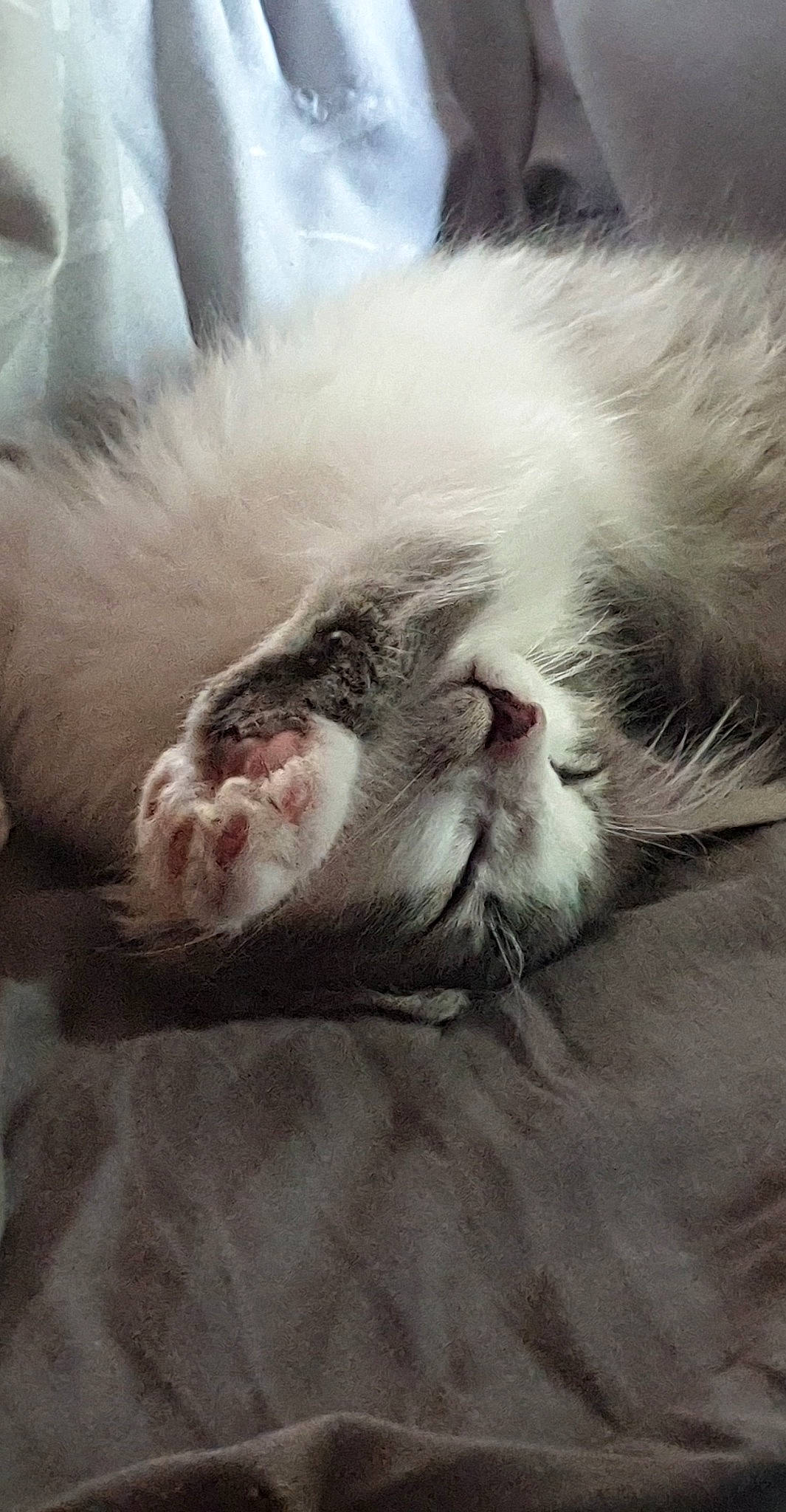 Nefertiti a rejoint le concours — aidez-le/la à gagner de superbes lots ! canidae, carnivore, cat, claw, cloud, comfort, companion_dog, dog_breed, felidae, fur, nap, paw, sleep, small_to_medium_sized_cats, snout, sporting_group, tail, whiskers, yawn