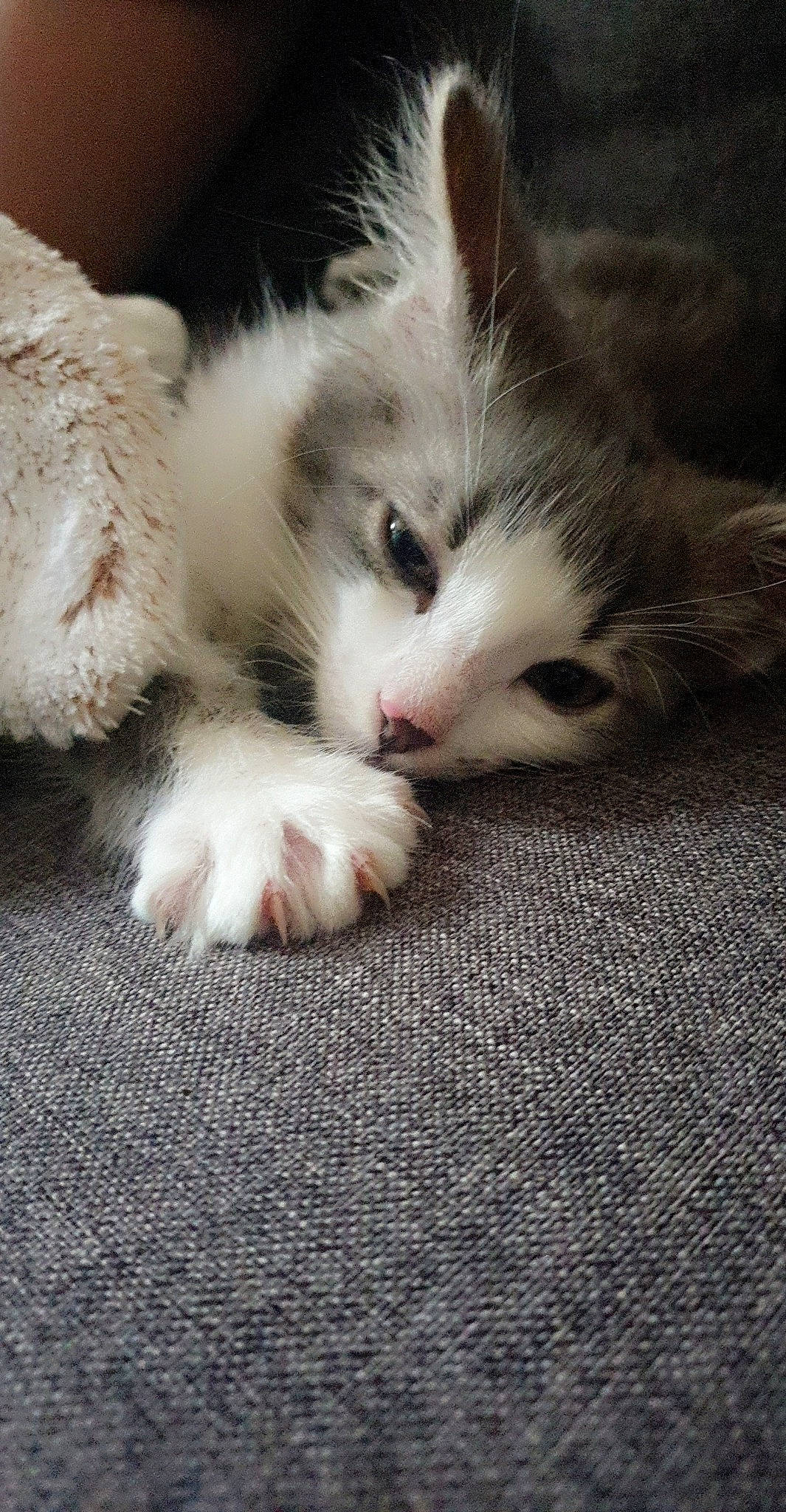 Nefertiti a rejoint le concours — aidez-le/la à gagner de superbes lots ! carnivore, cat, claw, comfort, domestic_short_haired_cat, fawn, felidae, flooring, foot, fur, nap, paw, photo_caption, sleep, small_to_medium_sized_cats, snout, tail, whiskers, wood