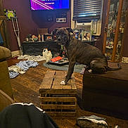 Arya is registered to the contest to win money with this photo: dog, brindle, ottoman, wooden_crate, living_room, clutter, clothes, shoes, television, family_photos, shelf, window_blinds, floor, furniture, decorations, household_items, crate, pet, indoor, curious
