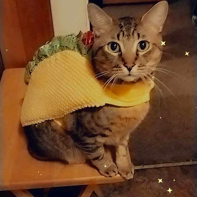 Tigger joined the competition — help win amazing prizes! abyssinian, animal, architecture, blanket, building, cat, chair, cushion, diningtable, egyptiancat, furniture, homedecor, indoors, kitten, manx, pet, plant, pottedplant, table, wood