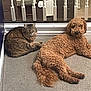 Benni joined the competition — help win amazing prizes! cat, dog, tabby_cat, curly_dog, carpet, indoor, pet, animal, furry, relaxed, resting, railing, computer_keyboard, computer_mouse, home, companion, cute, domestic, floor, pair