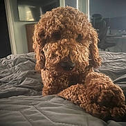 Benni joined the competition — help win amazing prizes! dog, curly_fur, bed, indoor, pet, brown, cute, animal, relaxed, furniture, television, chair, blanket, cozy, portrait, companion, house, domestic, paw, resting