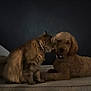 cat, dog, couch, pet, indoor, animal, furry, friendship, brown, feline, canine, collar, companion, resting, blurry, home, cute, mammal, two_animals, domestic