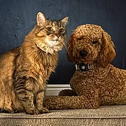 Winston joined the competition — help win amazing prizes! animal, brown_fur, carpet, cat, collar, companion, curly_coated_dog, cute, dog, domestic_animal, floor, friendship, fur, indoor, mammal, pet, relaxed, side_by_side, tabby_cat, wall