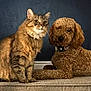 animal, brown_fur, carpet, cat, collar, companion, curly_coated_dog, cute, dog, domestic_animal, floor, friendship, fur, indoor, mammal, pet, relaxed, side_by_side, tabby_cat, wall
