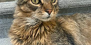 Winston is registered to the contest to win money with this photo: alert, animal, carpet, cat, closeup, cute, domestic_cat, ears, eyes, fluffy, fur, home, indoor, mammal, pet, relaxed, resting, stairs, tabby, whiskers