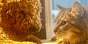 Winston is registered to the contest to win money with this photo: dog, cat, pet, curly_fur, tabby_cat, indoor, sunlight, carpet, close_up, side_profile, animal_face, furry, whiskers, relaxed, companions, cute, domestic, friendship, mammal, household_pet