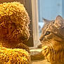 dog, cat, pet, curly_fur, tabby_cat, indoor, sunlight, carpet, close_up, side_profile, animal_face, furry, whiskers, relaxed, companions, cute, domestic, friendship, mammal, household_pet