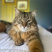 Winston joined the competition — help win amazing prizes! cat, tabby, fluffy, pet, indoor, bed, white_bedspread, paw, feline, animal, portrait, closeup, whiskers, relaxed, mammal, household, fur, ears, eyes, home