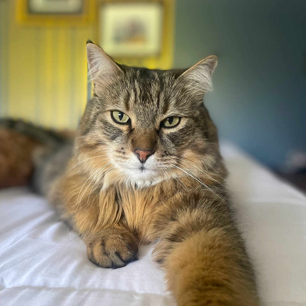 Winston joined the competition — help win amazing prizes! animal, bed, cat, closeup, ears, eyes, feline, fluffy, fur, home, household, indoor, mammal, paw, pet, portrait, relaxed, tabby, whiskers, white_bedspread