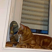 Fox participe au concours pour gagner de l'argent avec cette photo : animal, cat, curious, ears, feline, ginger_cat, home, indoor, looking, lying_down, mirror, orange, paws, pet, reflection, striped, tabby, whiskers, window, windowsill