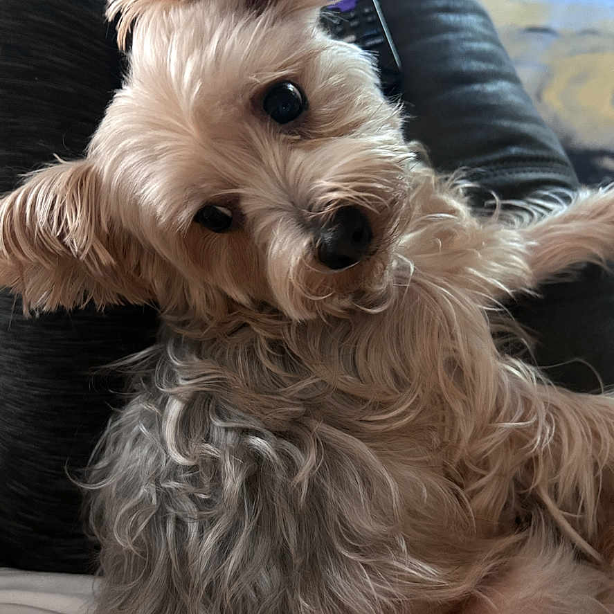 Sweatshirt is registered to the contest to win money with this photo: adorable, animal, canine, closeup, companion, cozy, cute, dog, domestic, ears, eyes, fluffy, fur, home, indoor, laying, mammal, pet, portrait, relaxed