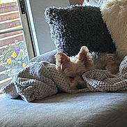 Sweatshirt joined the competition — help win amazing prizes! blanket, comfort, couch, cozy, daylight, decor, dog, flowers, fur, home, indoor, living_room, natural_light, pet, pillow, relaxing, resting, small_dog, soft_texture, window