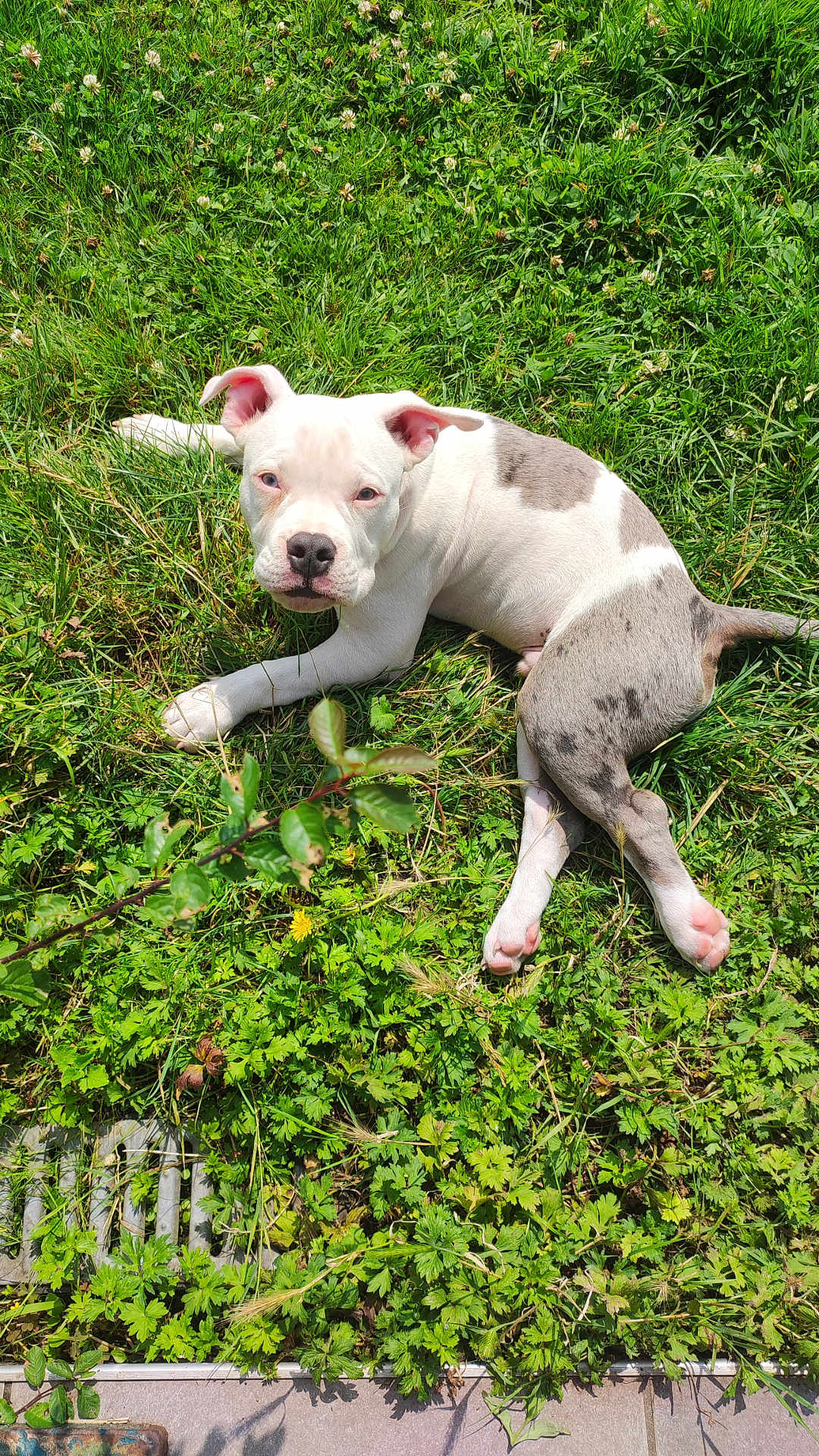 Aslan participe au concours pour gagner de l'argent avec cette photo : puppy, dog, grass, outdoor, pet, animal, nature, greenery, spotted, young, cute, relaxed, sunlight, laying_down, ears, nose, tail, paw, muzzle, daytime