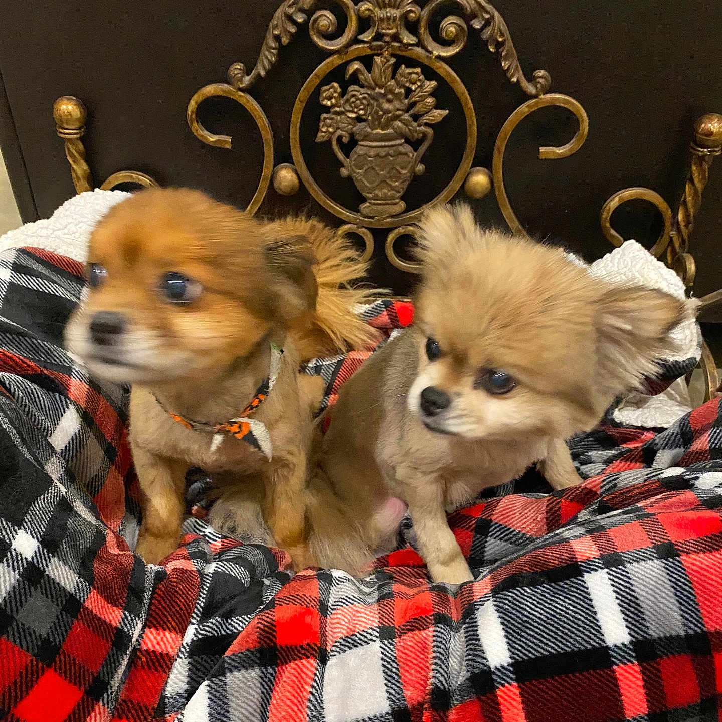 Charlie And Sugar is registered to the contest to win money with this photo: animal, blurred_motion, brown_dog, companion, cozy, cute, cute_pet, decorative_headboard, dog, domestic_animal, friendship, furniture, furry, household, indoor, pet, plaid_blanket, resting, small_dog, two_dogs
