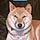 Pollux