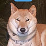 black_nose, brown_eyes, camouflage, canine, close_up, dog, harness, home_screen, indoors, pet, phone_wallpaper, pointed_ears, portrait, shiba_inu, sitting, smartphone_screen, sunny, tan_fur, weather_widget, white_muzzle
