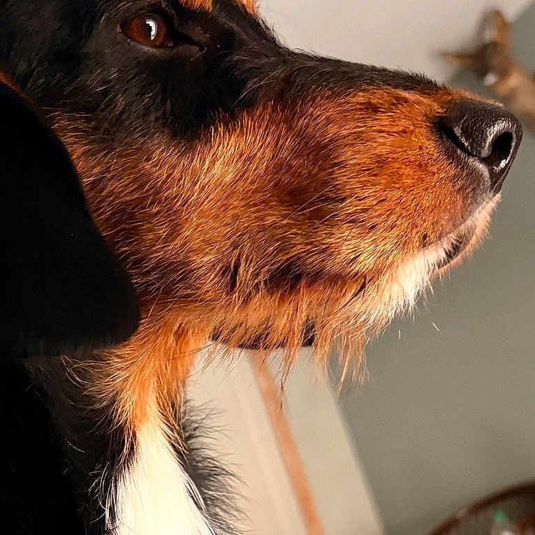 Vodka participe au concours pour gagner de l'argent avec cette photo : animal, black_fur, blurred_background, brown_fur, calm, chair, close_up, dog, domestic, fur, home, indoor, looking_away, mammal, pet, portrait, side_profile, snout, whiskers, white_fur