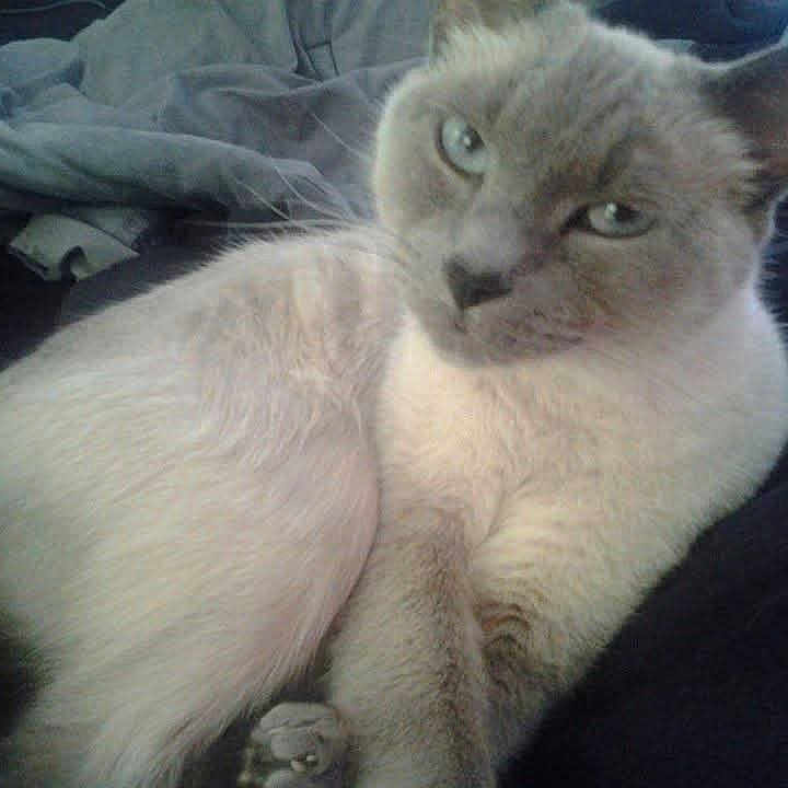 Riyu joined the competition — help win amazing prizes! animal, bed, blue_eyes, cat, close_up, cozy, curious, domestic_animal, face, feline, fur, indoor, lying_down, paw, pet, relaxed, resting, sleepy, soft, whiskers