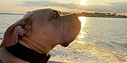 Ruger is registered to the contest to win money with this photo: dog, sunset, water, boat, life_jacket, collar, reflection, sky, clouds, waves, outdoor, canine, pet, nature, animal, transportation, travel, sun, scenic, peaceful