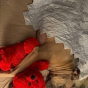 Ruger is registered to the contest to win money with this photo: dog, stuffed_toy, bed, quilt, blanket, brown, red, plush, snuggling, cozy, indoor, sleeping, resting, comfort, animal, pet, fur, soft, toy, relaxation