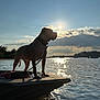 dog, silhouette, boat, water, lake, sunset, sky, clouds, outdoor, animal, leash, nature, reflection, sunlight, peaceful, adventure, canine, standing, scenic, evening