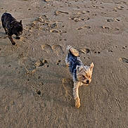 Cookie participe au concours pour gagner de l'argent avec cette photo : dog, beach, sand, footprints, pawprints, outdoor, pet, animal, walking, sunlight, daytime, two_dogs, small_dog, medium_dog, playful, nature, canine, fur, texture, recreation