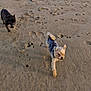 dog, beach, sand, footprints, pawprints, outdoor, pet, animal, walking, sunlight, daytime, two_dogs, small_dog, medium_dog, playful, nature, canine, fur, texture, recreation